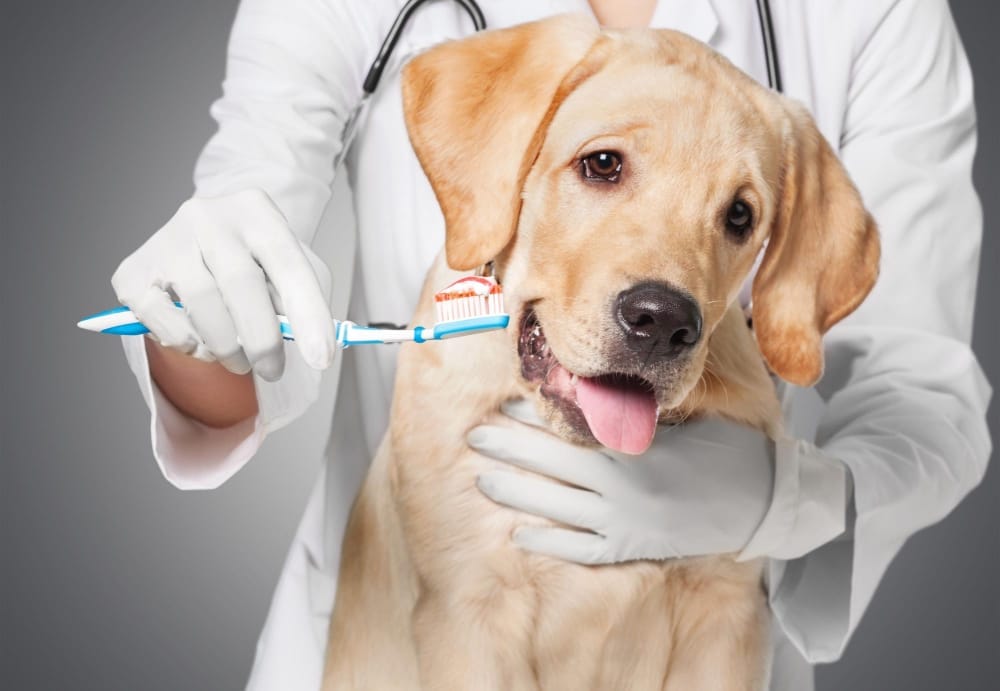 dog dental health