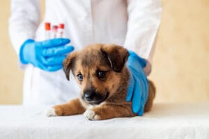 vaccinations solution for dogs