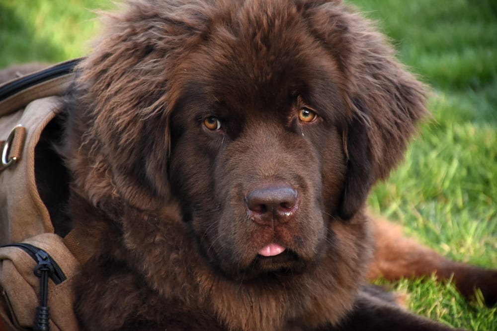 Tibetan Mastiff weight