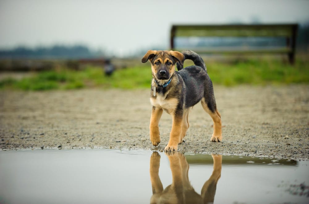 Rabies Vaccine