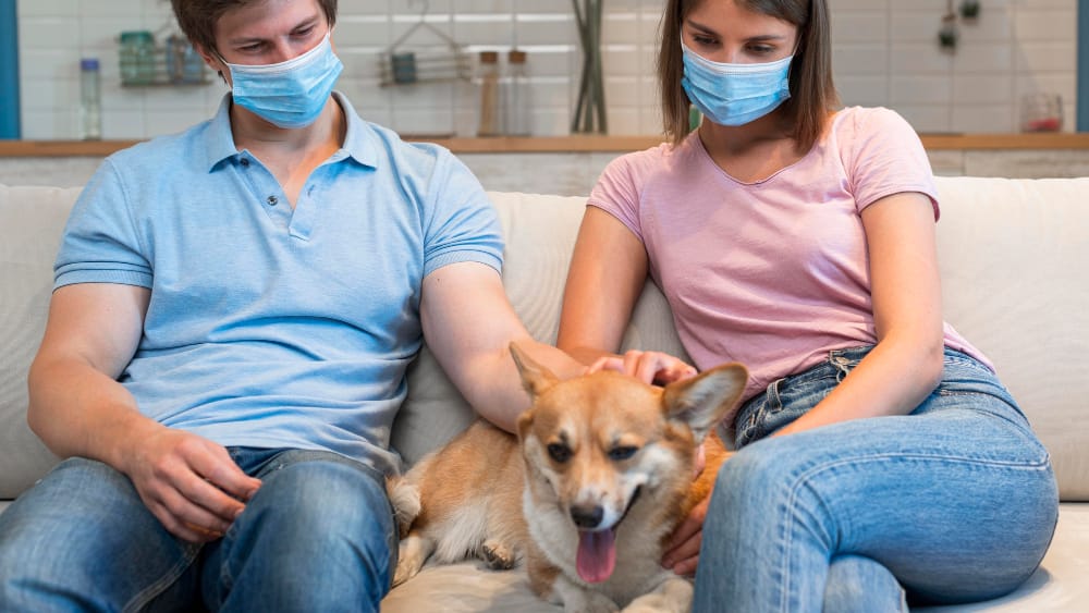parvo virus dogs