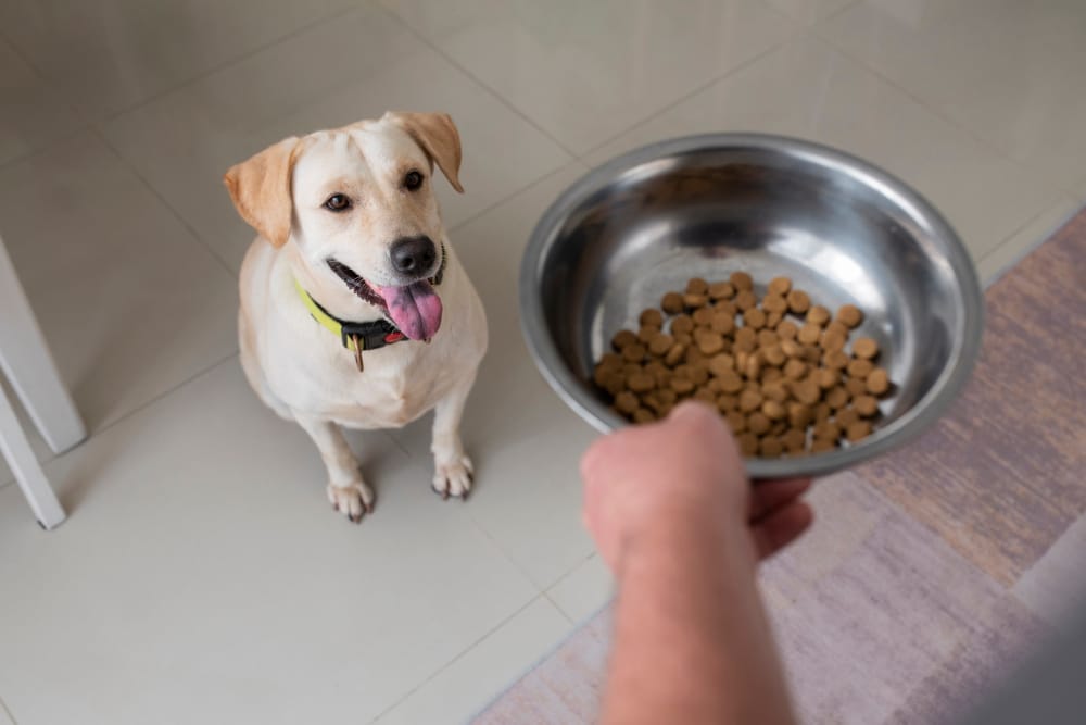 weight loss diets for dogs