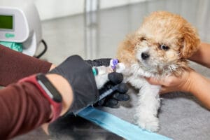 puppy vaccine schedule