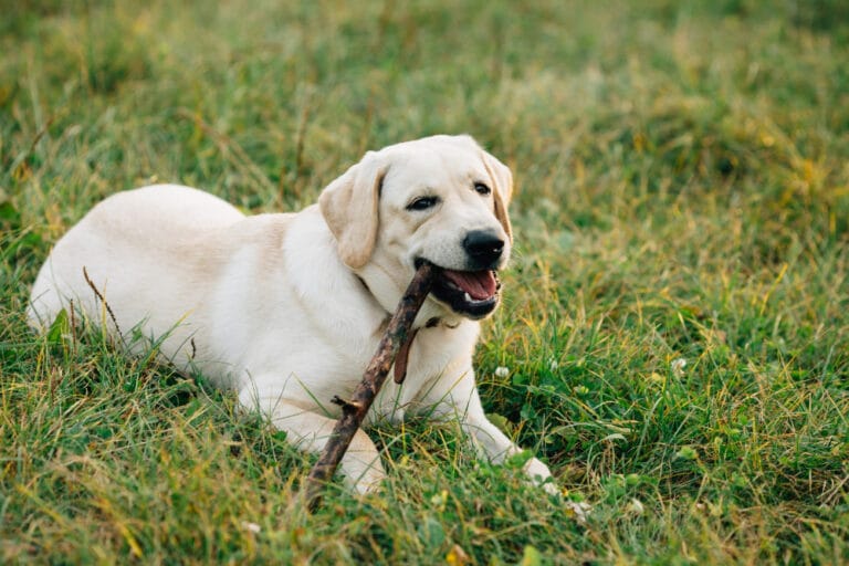 Best Labrador Cross Breeds for Families & Active Owners 44 dog licking paws