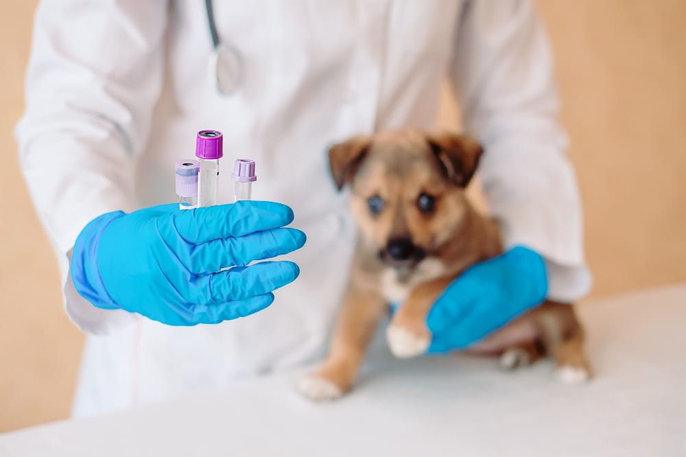 Vaccination