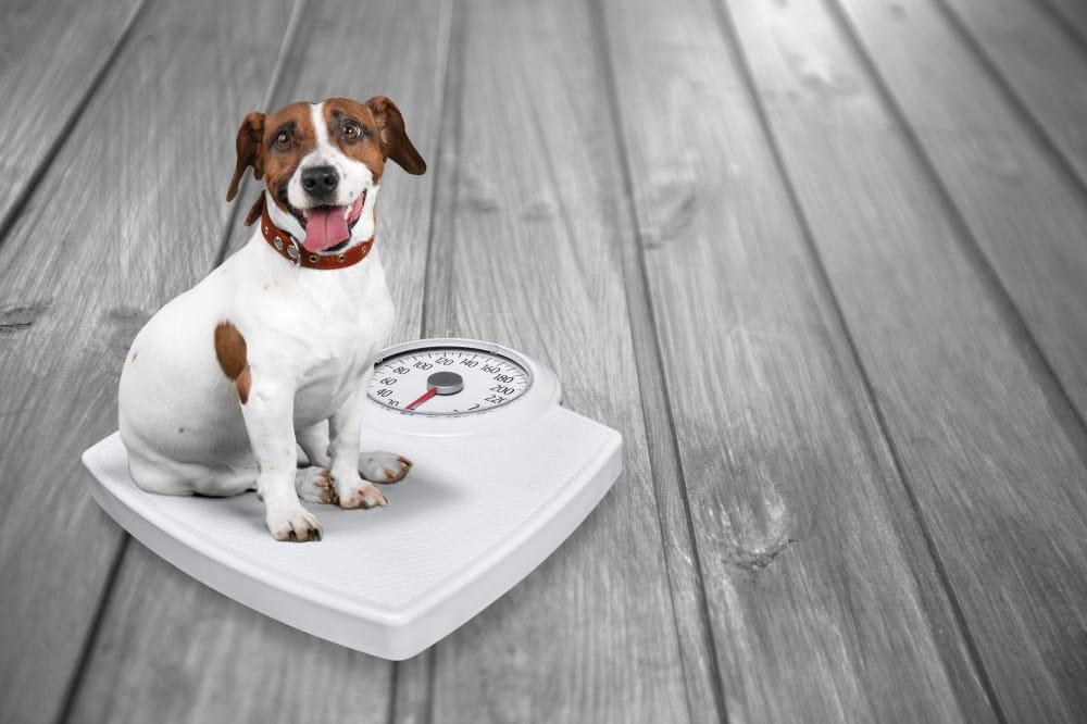 Dog Weight Management