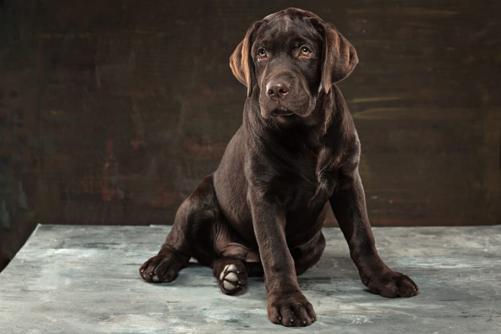Boxador dogs