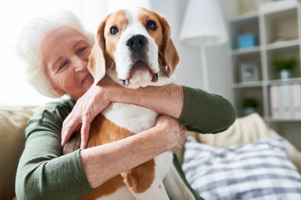 Senior Dog Weight Management