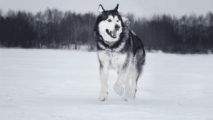 Alaskan Malamute,