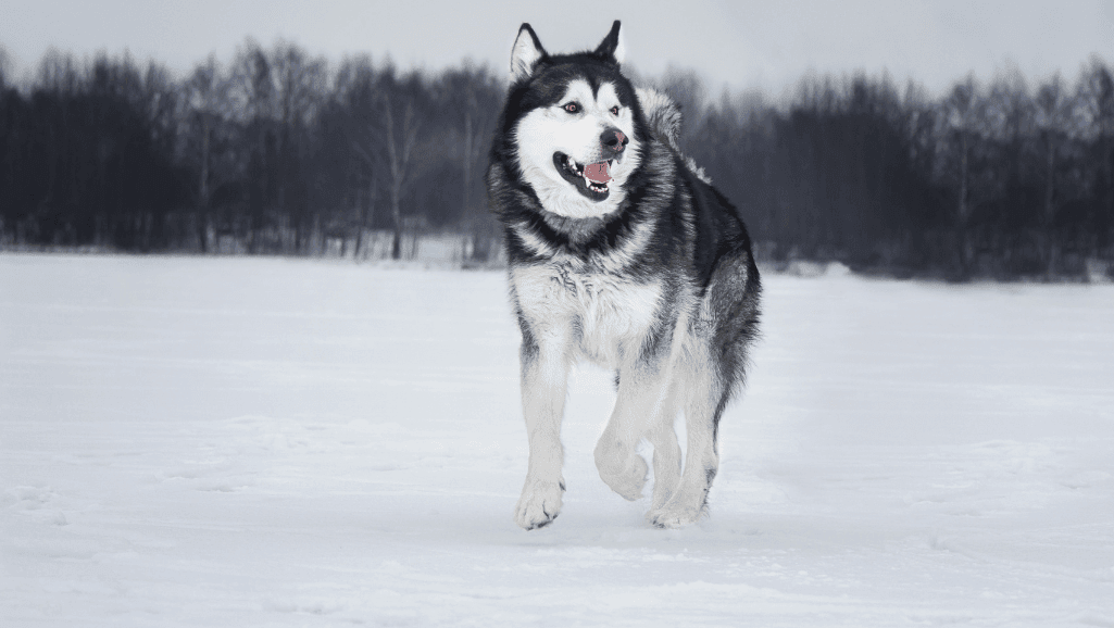 Alaskan Malamute Care & Training Essentials 1 Alaskan Malamute,
