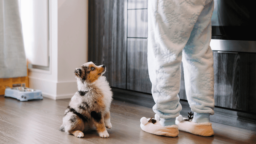 Dog Behavioral Training