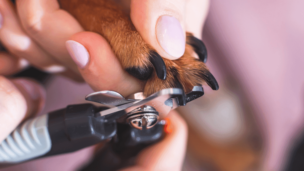 Dog nail clippers and grinders