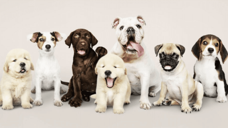 Exploring the Dumbest Dog Breeds Rankings 79 Dumbest dog breeds,