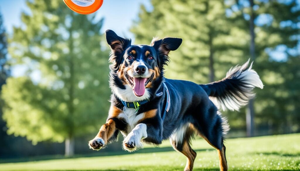 Enjoyable Dog Fitness Routine