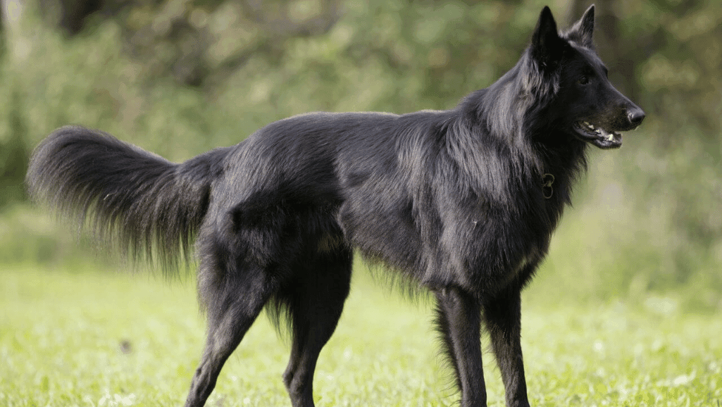 Groenendael Temperament