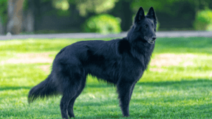 Groenendael Temperament