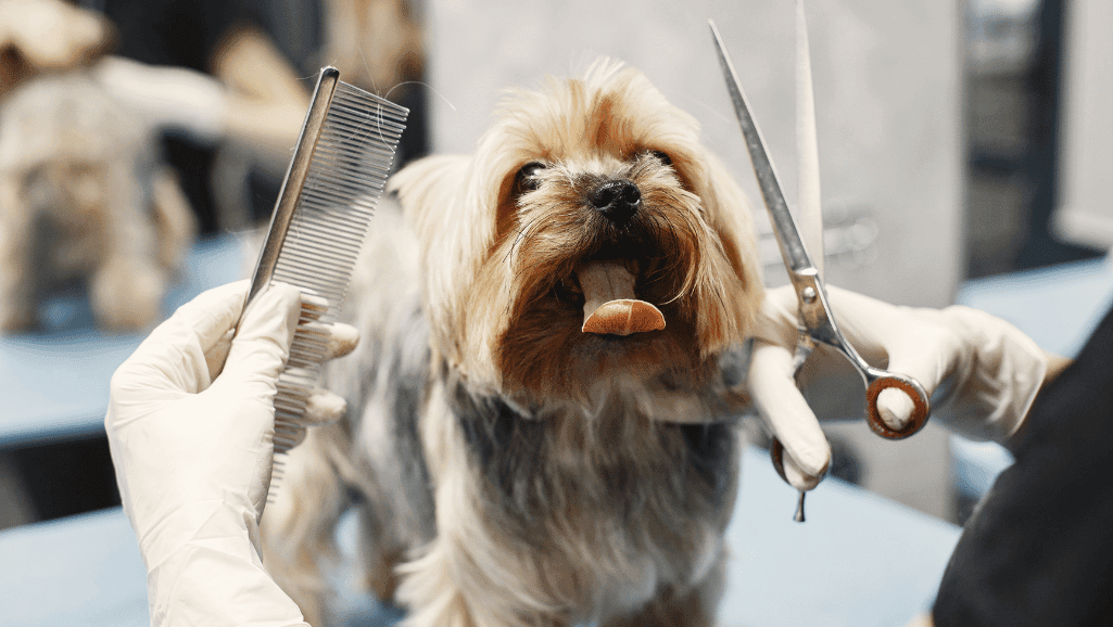 Dog grooming brushes and combs for a tangle-free coat