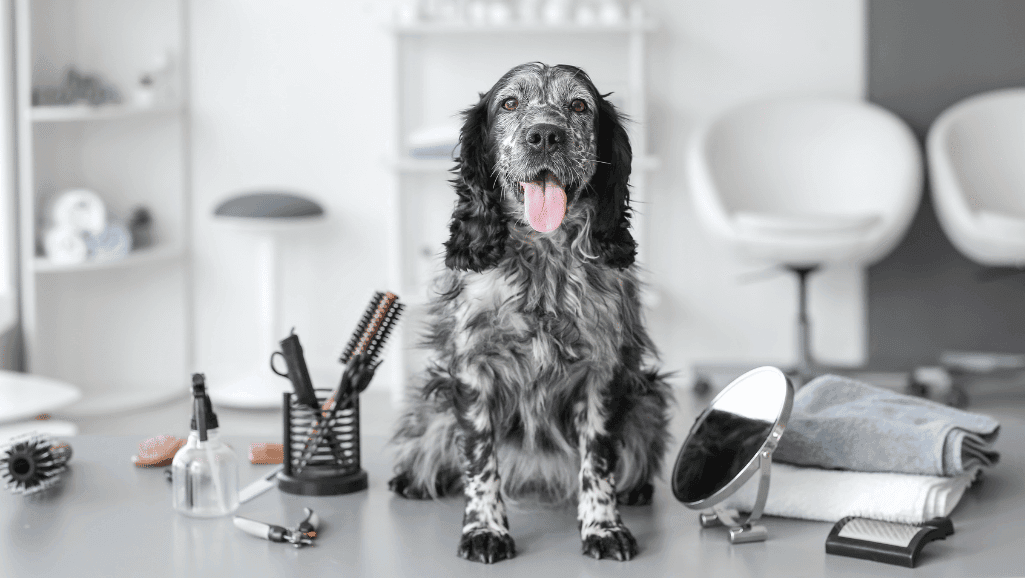 Essential Dog Grooming Tools: Pamper Your Pup 1 Grooming Essentials