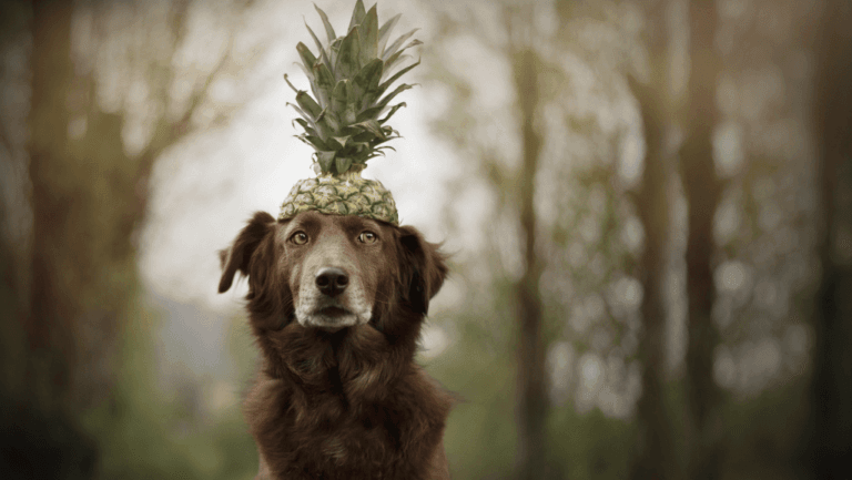 Is Pineapple Safe for Dogs to Eat? Get the Scoop! 103 Can dogs have pineapple