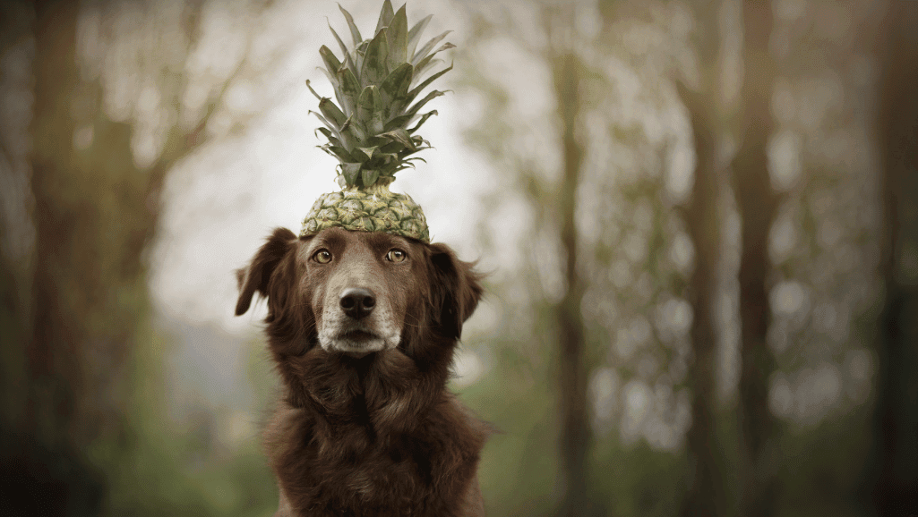 Can dogs have pineapple