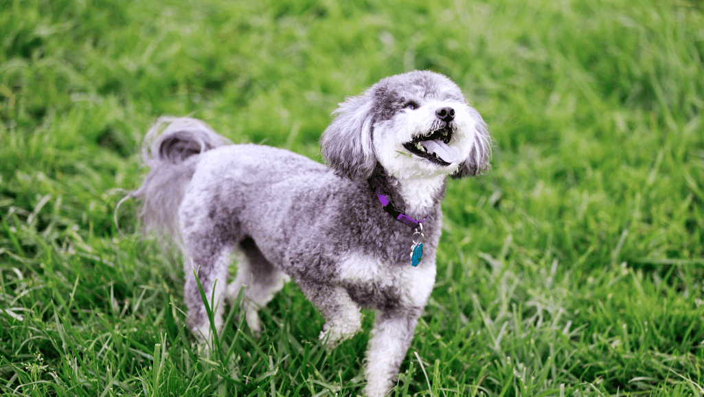 Schnoodle 2