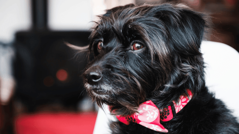 Schnoodle Breed Overview: Traits & Care Tips 62 schnoodle,
