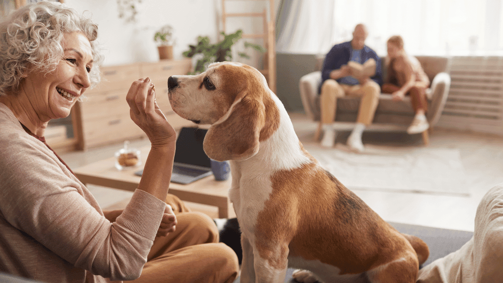 senior dog health issues
