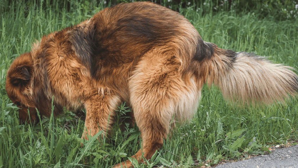 canine habits