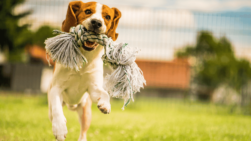 canine fitness tracking device