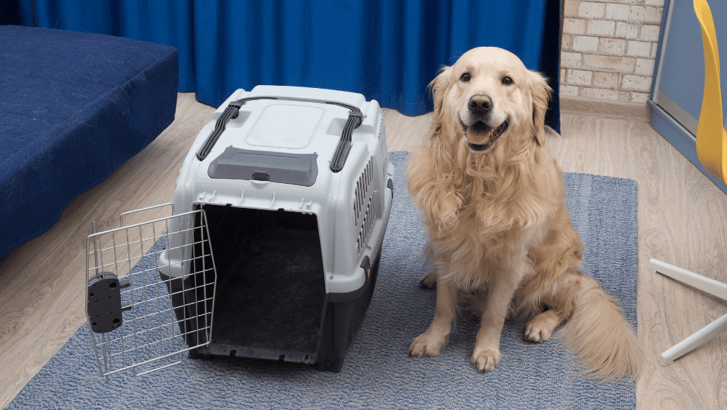 pet travel carriers