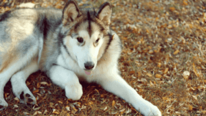 Alaskan Malamute cross Husky,