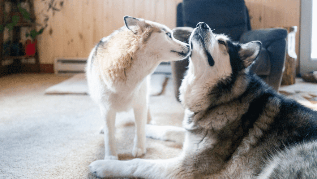 coat care for husky mix