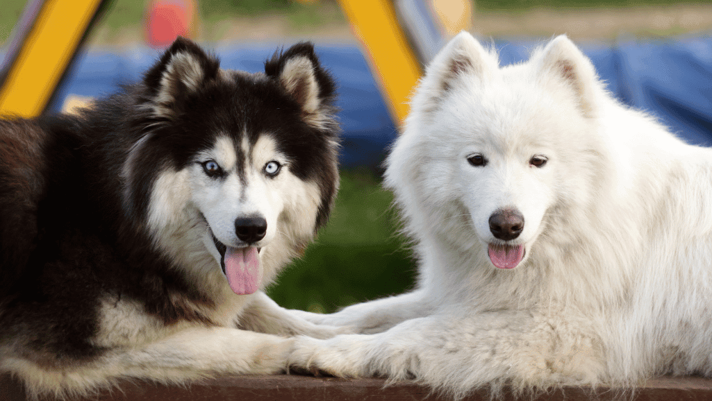 Malamute Husky mix training