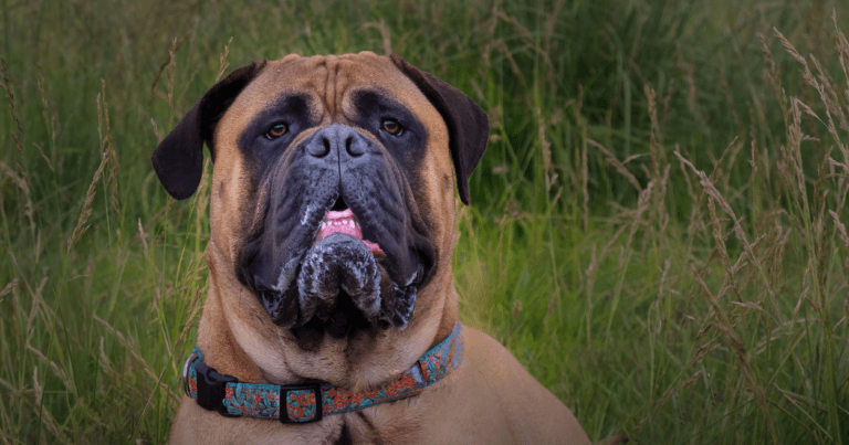 Bullmastiff: Loyal Guardian and Gentle Giant 1 Bullmastiff