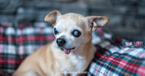 Canine Glaucoma Signs
