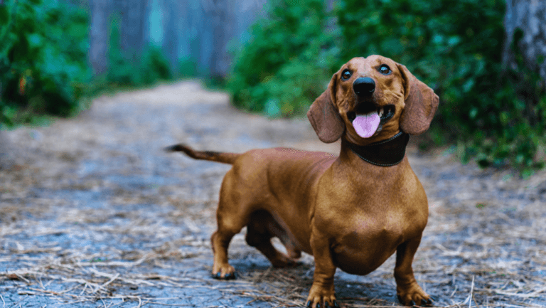 Dachshund: Your Guide to Adorable Wiener Dogs 75 Dachshund