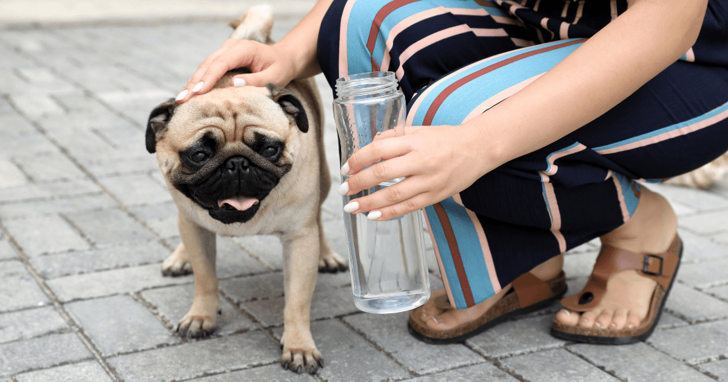 Understanding Canine Bloat (GDV): Causes & Prevention 1 Canine Bloat (GDV),