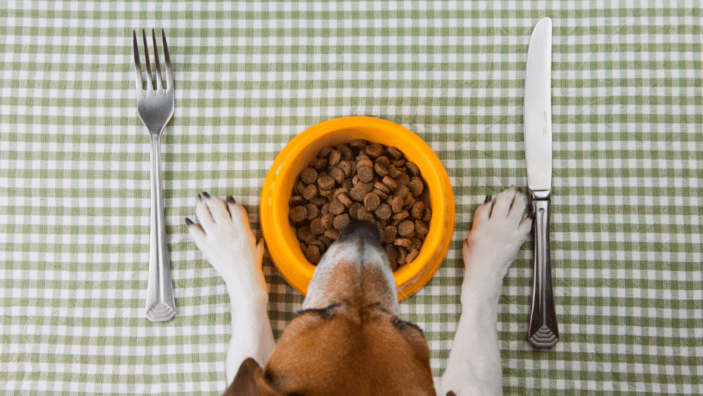Diet and Nutrition dog 1