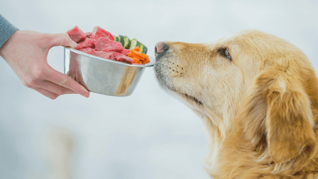 balanced dog nutrition
