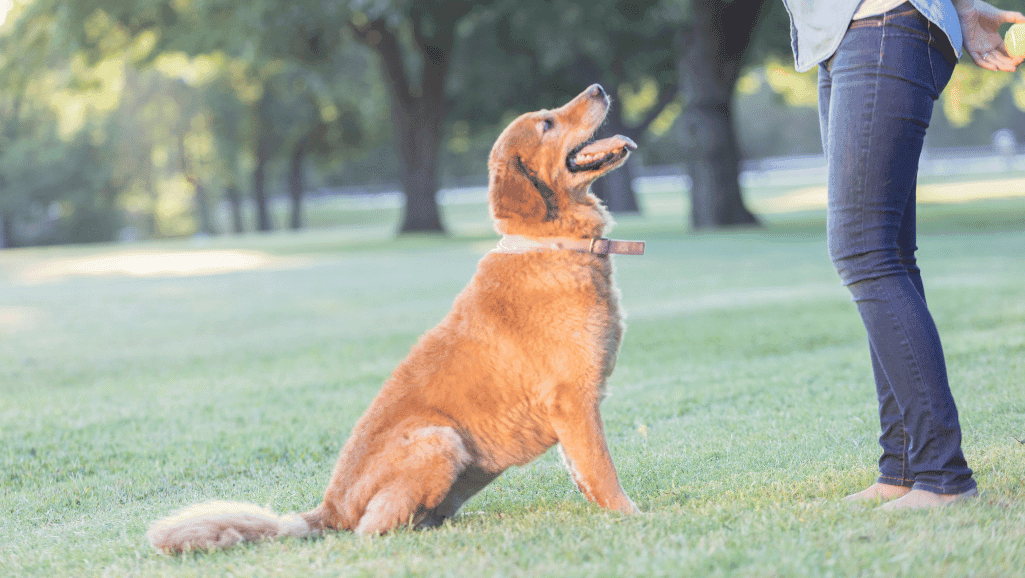 Dog Training Tips
