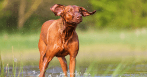 Dog keeps shaking head,