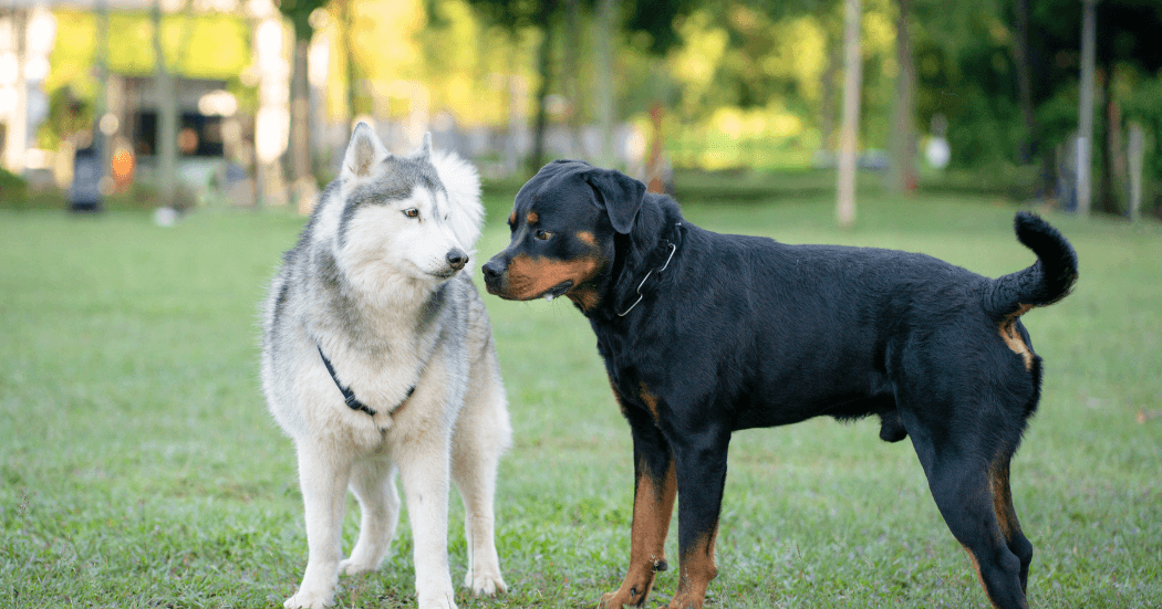 Early socialization for Bullmastiffs