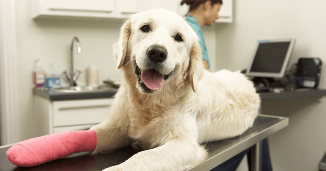 Diagnosing and Treating Glaucoma in Dogs