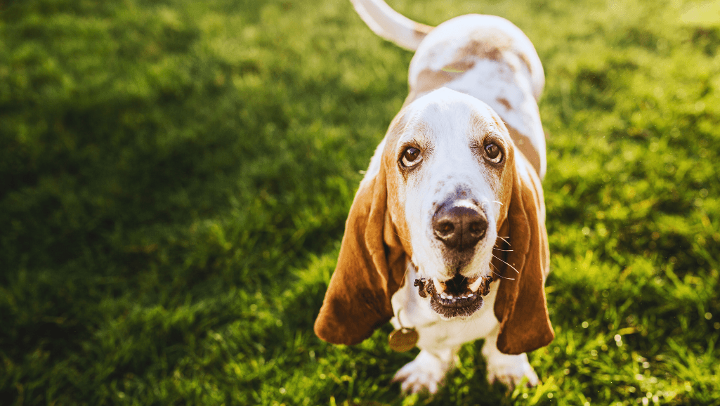 Basset Hound grooming