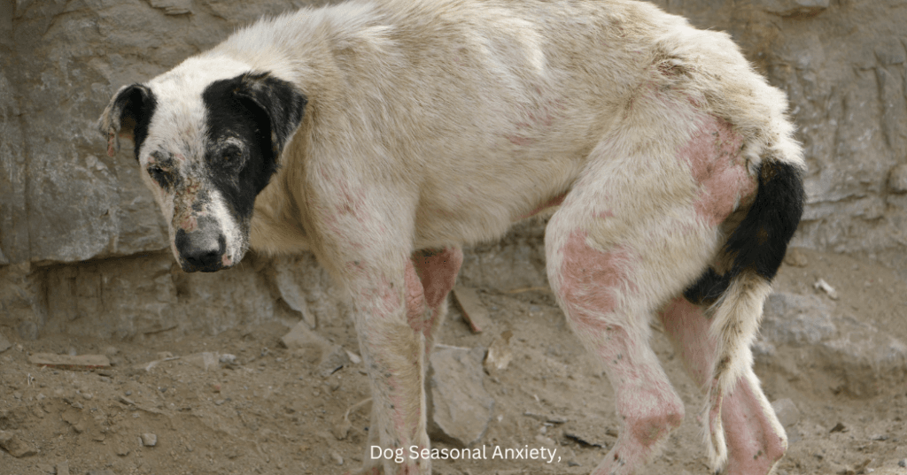 How to Identify Ear Infections in Dogs