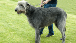 Irish Wolfhound Poodle mix,