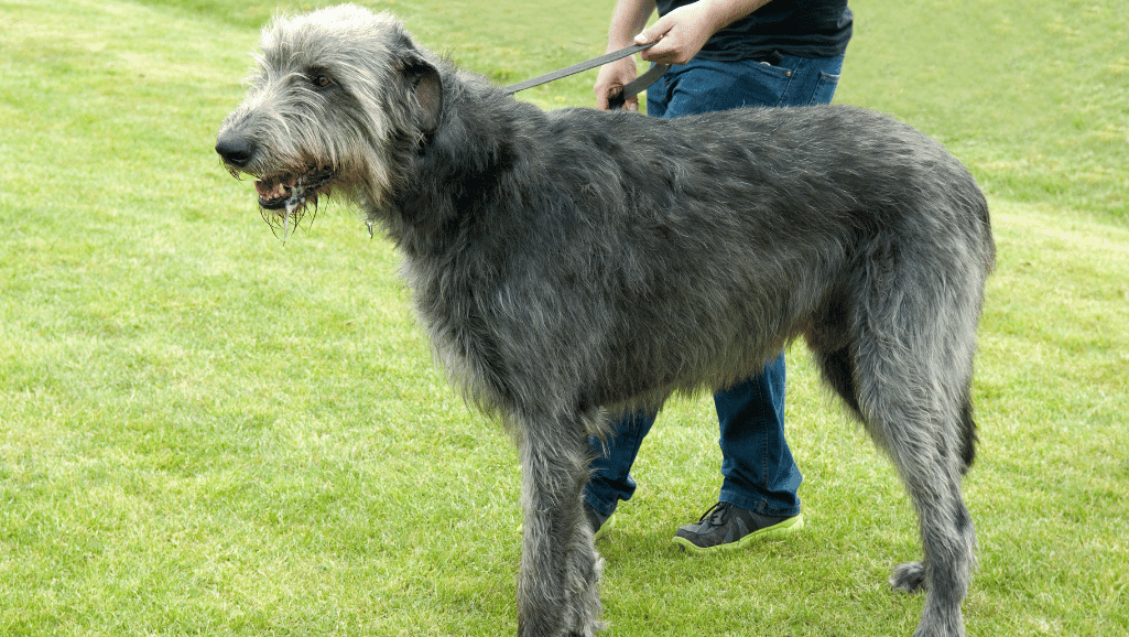 Irish Wolfhound Poodle Mix - Breed Guide & Care Tips 1 Irish Wolfhound Poodle mix,