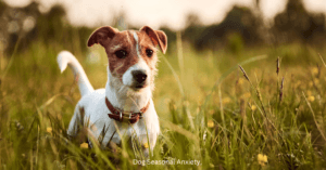 Jack Russell Terrier