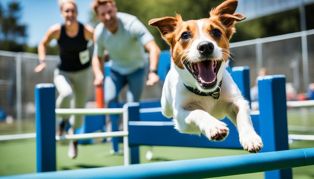 Jack Russell Terrier training