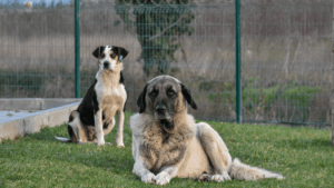 Kangal shepherd dog lifespan,